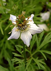 Nigella sativa