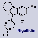 Nigellidin - Inhaltsstoff des Schwarzkümmels