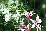 Blüte vom Schwarzkümmel neben einer Diptam-Blüte