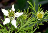 Zweig und Blüte vom Schwarzkümmel(Nigella sativa)