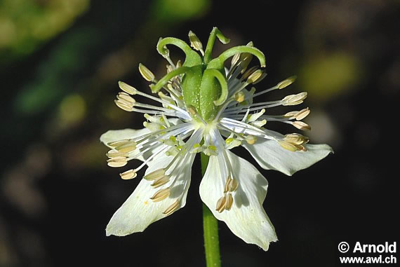 Schwarzkümmel - Nigella sativa