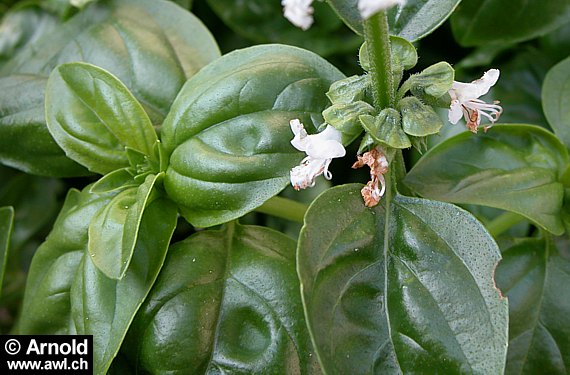 Basilikum (Ocimum basilicum)