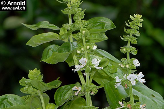 Basilikumpflanzen (Ocimum basilicum