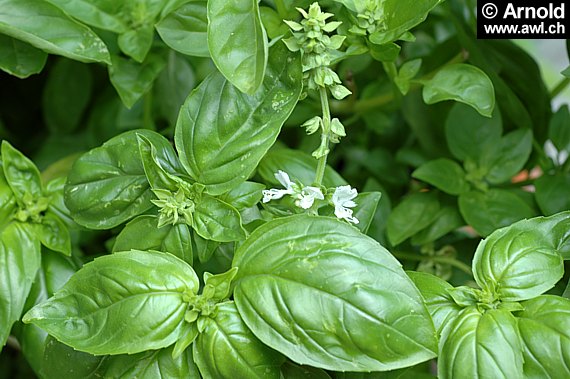 Ocimum basilicum - Basilikum