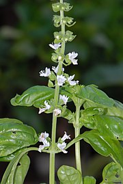 Ocimum basilicum - Basilikum