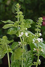 Ocimum basilicum - Basilikum