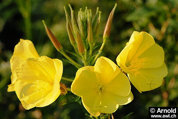 Oenothera biennis - Gemeine Nachtkerze