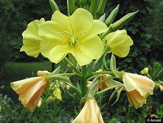 Nachtkerze (Oenothera biennis)