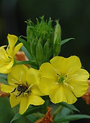 Nachtkerze - Oenothera biennis