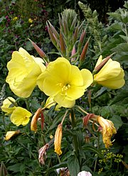 Nachtkerze - Oenothera biennis