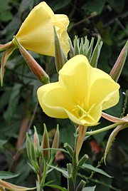 Nachtkerze - Oenothera biennis