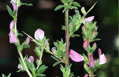 Dorniger Hauhechel (Ononis spinosa)