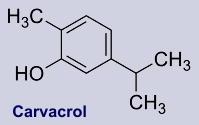Carvacrol - Inhaltsstoff des Oregano