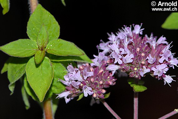 Origanum vulgare - Echter Dost, Oregano