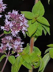 Origanum vulgare - Echter Dost, Oregano