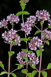 Origanum vulgare - Echter Dost, Oregano