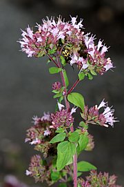 Origanum vulgare - Echter Dost, Oregano