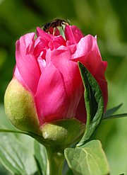 Paeonia officinalis - Echte Pfingstrose