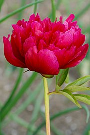 Paeonia officinalis - Echte Pfingstrose