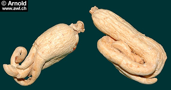 Zwei Wurzeln von Panax ginseng