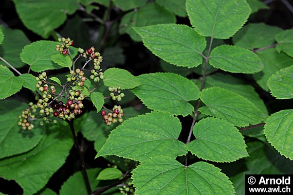 Ganze Pflanze des Amerikanischen Ginseng