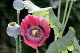 Papaver somniferum