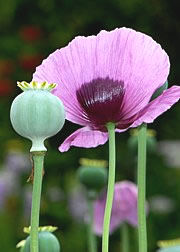 Papaver somniferum - Schlafmohn