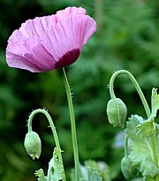 Papaver somniferum - Schlafmohn