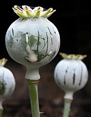 Papaver somniferum - Schlafmohn