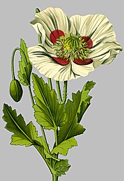 Papaver somniferum - Schlafmohn