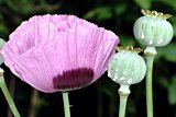 Schlafmohn (Papaver somniferum)