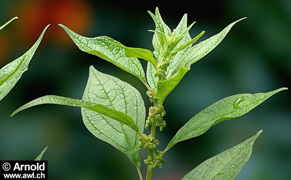 Parietaria officinalis - Aufrechtes Glaskraut