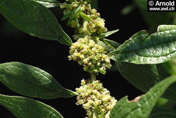 Parietaria officinalis - Aufrechtes Glaskraut