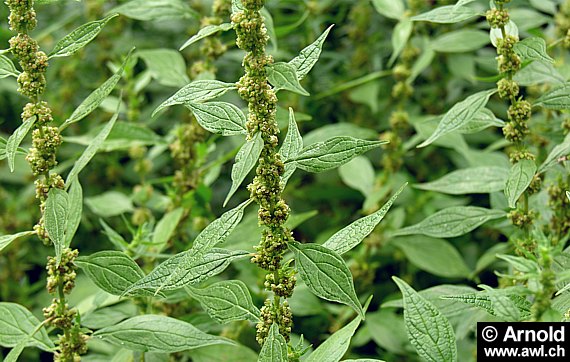 Parietaria officinalis - Aufrechtes Glaskraut