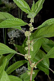 Parietaria officinalis - Aufrechtes Glaskraut