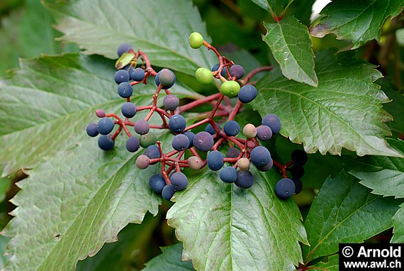 Parthenocissus quinquefolia - Wilder Wein