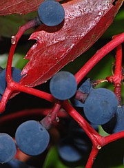 Parthenocissus quinquefolia - Wilder Wein