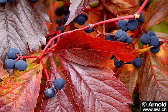 Parthenocissus quinquefolia - Wilder Wein