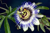 Passiflora cerula - Blaue Passionsblume