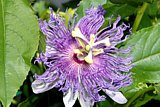 Fleischfarbene Passionsblume (Passiflora incarnata)