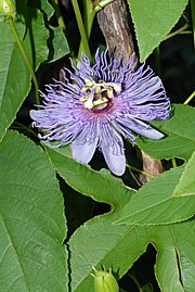 Passiflora incarnata