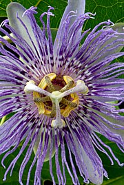 Passiflora incarnata