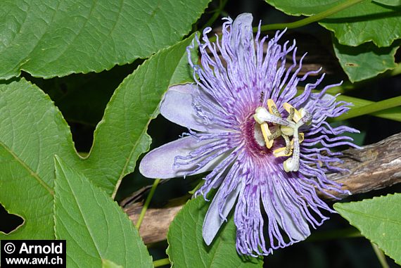 Passionsblume (Passiflora incarnata)