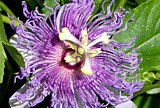 Fleischfarbene Passionsblume (Passiflora incarnata) - einzelne Blüte