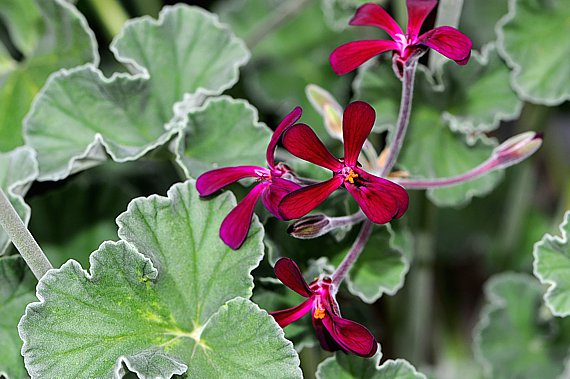 Kaplandpelargonie