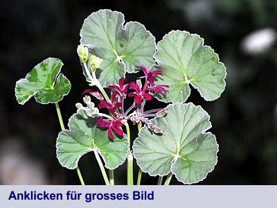 Umckaloabo (Pelargonium sidoides)