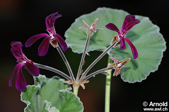 Pelargonium sidoides - Umckaloabo, Kap-Pelargonie