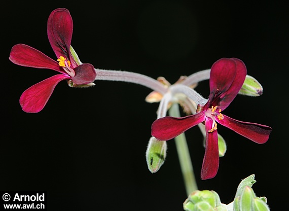 Umckaloabo (Pelargonium sidoides)