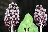 Petasites hybridus (Gemeine Pestwurz)