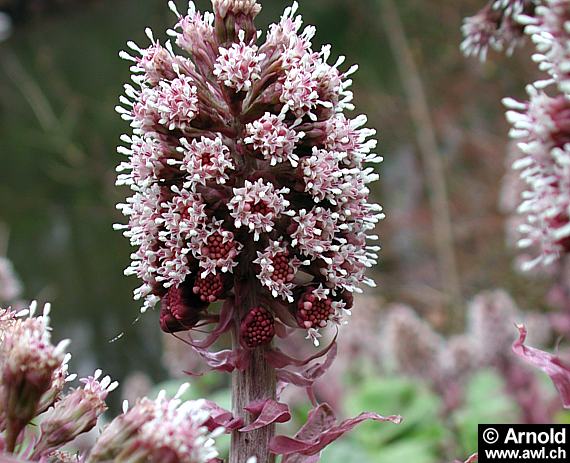 Pestwurz (Petasites hybridus)